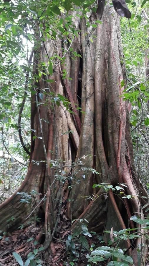 代尼耶耶 Rainforest River Edge酒店 外观 照片