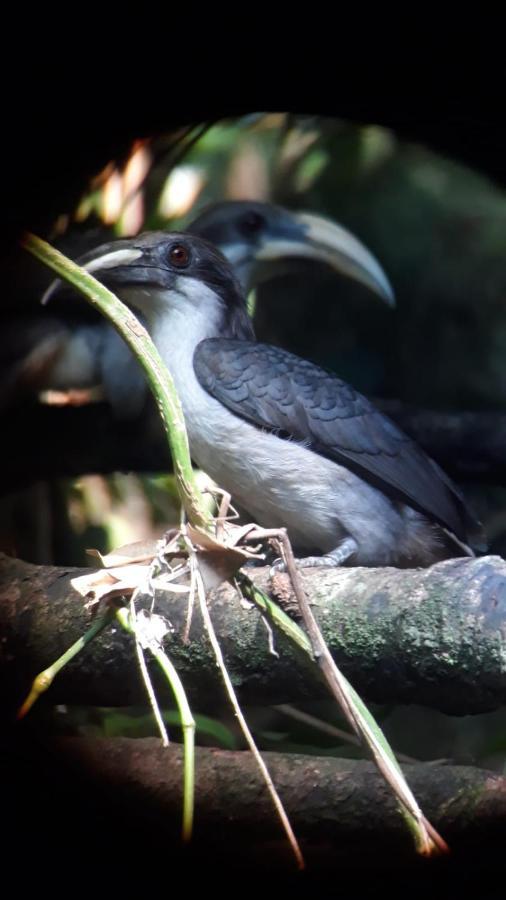 Rainforest River Edge 代尼耶耶 外观 照片