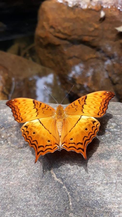 Rainforest River Edge 代尼耶耶 外观 照片